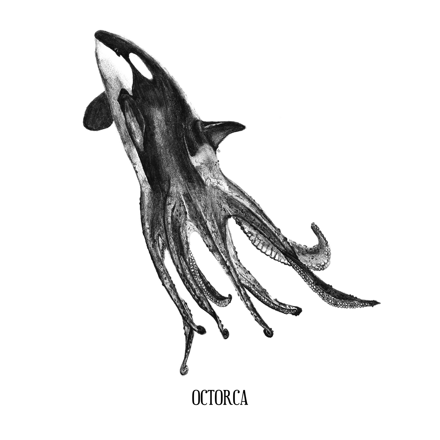 Octorca