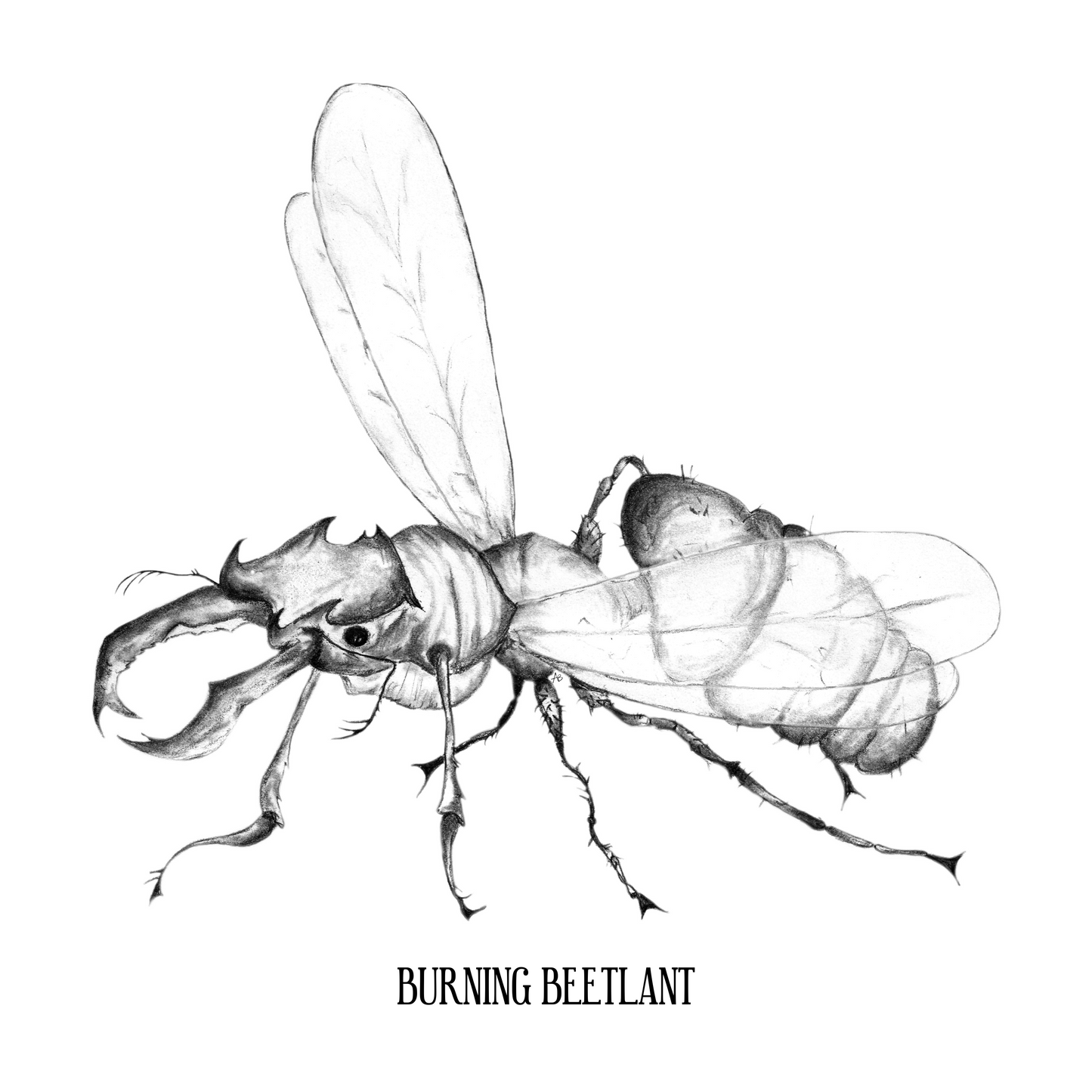 Burning Beetlant