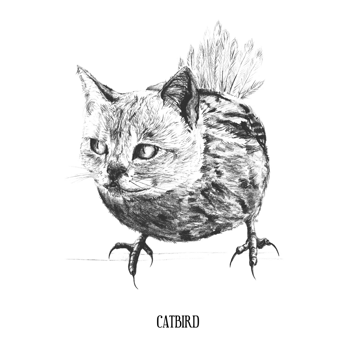 Catbird